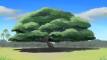 What kind of tree is this?